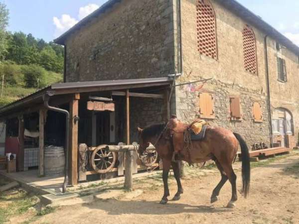 Foto Terreno Agricolo, mirtilli + Alloggio